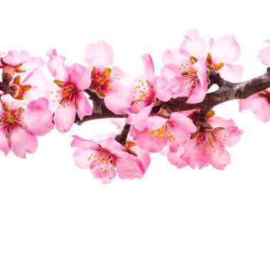 beyaz arka plan üzerinde izole çiçek açan çiçekler ile sakura dalı