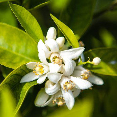 yasemin çiçekleri güneş ışığında yeşil yaprakları ile çalı üzerinde çiçeklenme, yakın