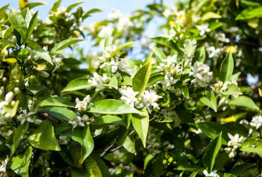 yasemin çiçekleri güneş ışığında yeşil yaprakları ile çalı üzerinde çiçeklenme