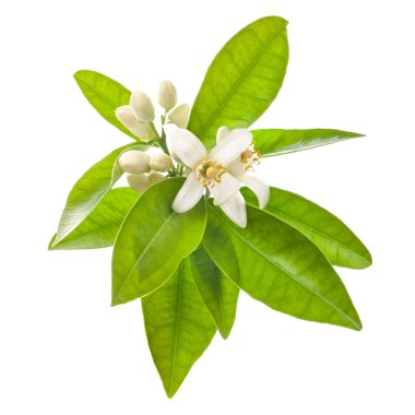 beyaz arka plan üzerinde izole yeşil yaprakları ile yasemin çiçekleri