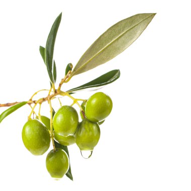beyaz arka plan üzerinde izole yaprakları ve zeytin ile dal