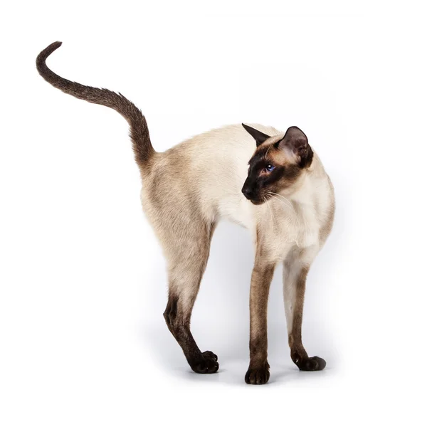 Siamese Kat Poseren Studio Witte Achtergrond — Stockfoto