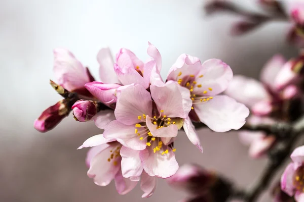 Rosa Blommande Blommor Trädgrenen — Stockfoto