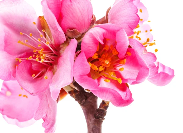 Fiori Rosa Fiore Isolati Sfondo Bianco — Foto Stock