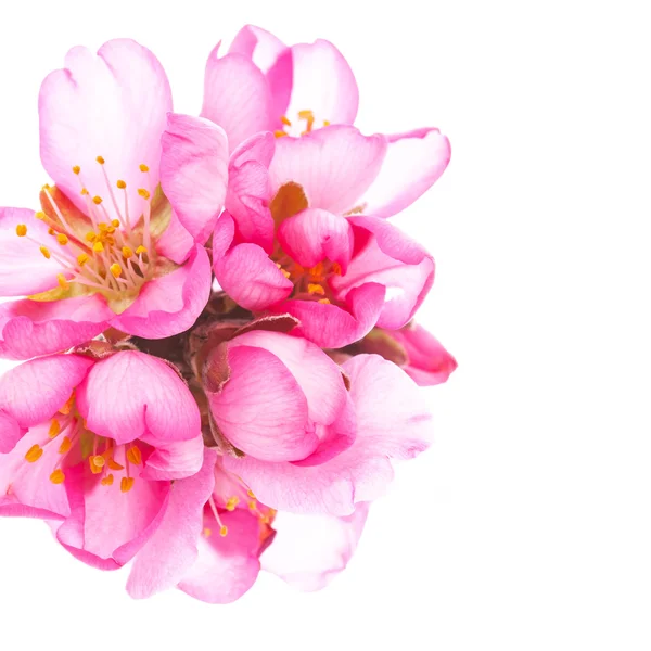 Roze Bloeiende Bloemen Geïsoleerd Witte Achtergrond — Stockfoto