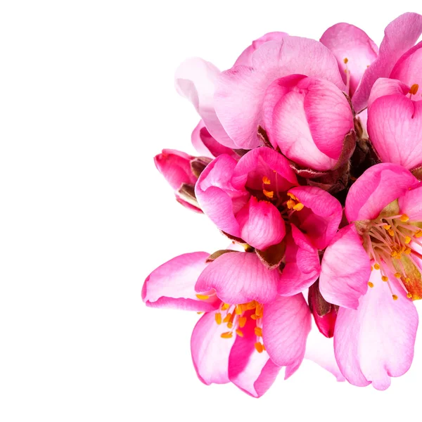 Pink Blooming Flowers Isolated White Background — Stock Photo, Image