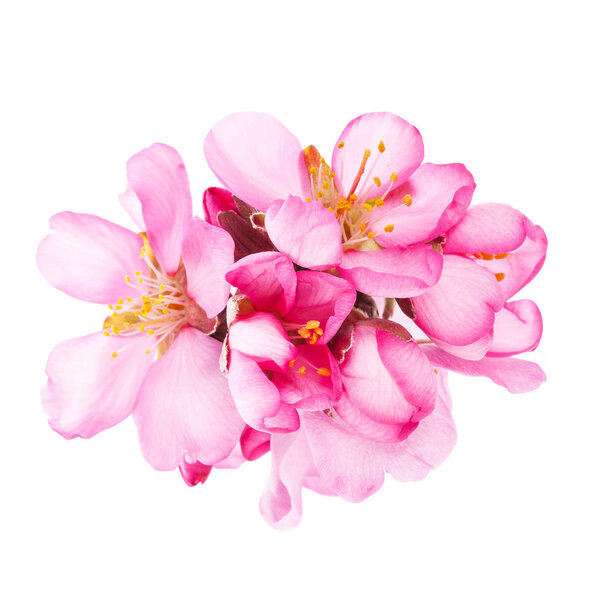 pink blooming flowers isolated on white background