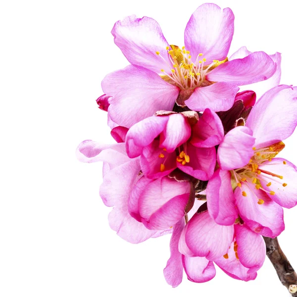 Rosa Blommande Blommor Isolerad Vit Bakgrund — Stockfoto