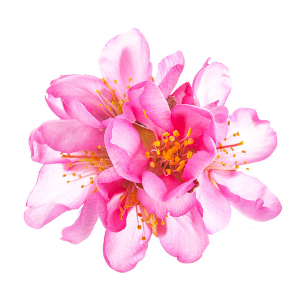 pink blooming flowers isolated on white background