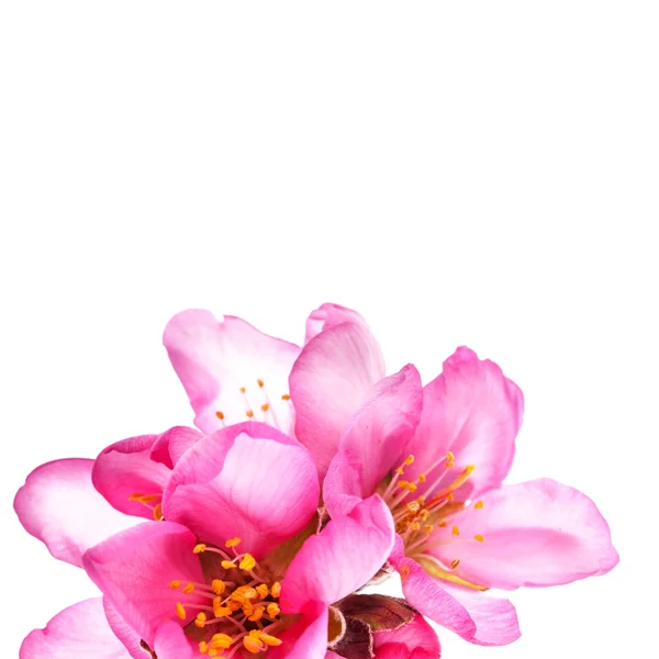 Roze Bloeiende Bloemen Geïsoleerd Witte Achtergrond — Stockfoto