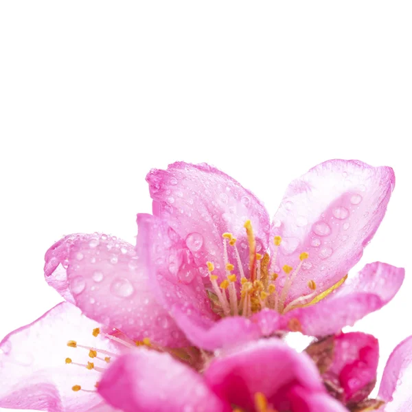 Flores Rosadas Flor Aisladas Sobre Fondo Blanco — Foto de Stock