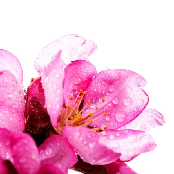Flores Rosa Florescendo Isolado Fundo Branco — Fotografia de Stock
