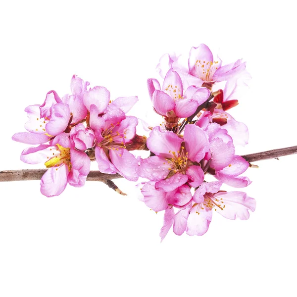 Pink Blooming Flowers Isolated White Background — Stock Photo, Image