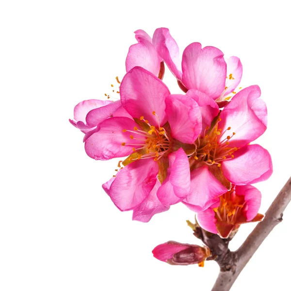 粉红花朵 白色背景下的孤立花朵 — 图库照片