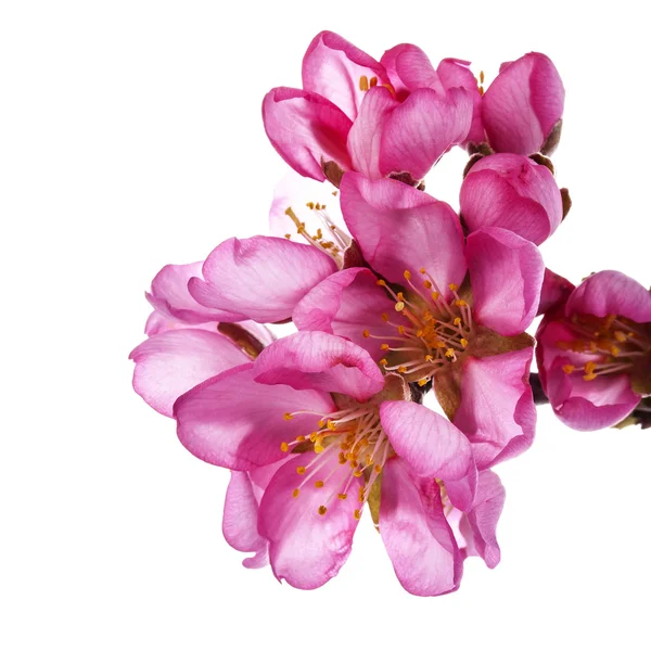 粉红花朵 白色背景下的孤立花朵 — 图库照片