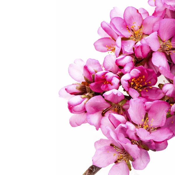 Flores Rosadas Flor Aisladas Sobre Fondo Blanco — Foto de Stock