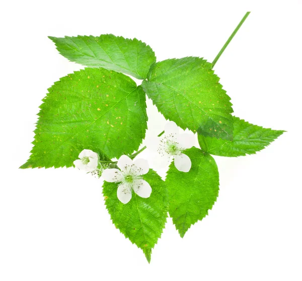 Ramita Con Hojas Verdes Exuberantes Flores Blancas Sobre Fondo Blanco —  Fotos de Stock