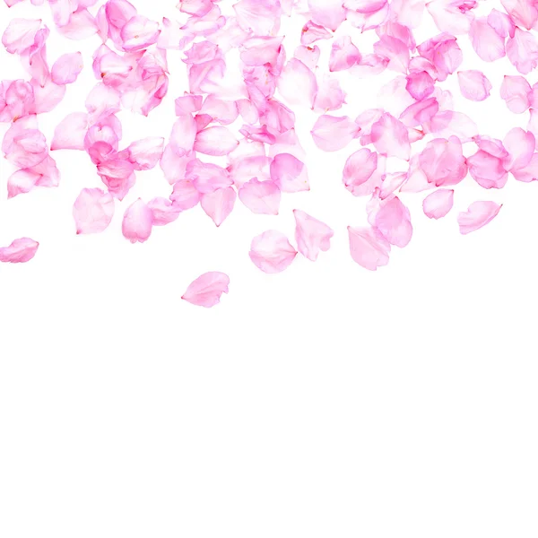 Pétalas Flores Rosa Isolado Fundo Branco — Fotografia de Stock