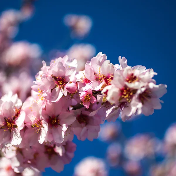 Rosa Blommande Blommor Trädgrenen Med Blå Himmel — Stockfoto