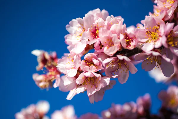 Rosa Blommande Blommor Trädgrenen Med Blå Himmel — Stockfoto