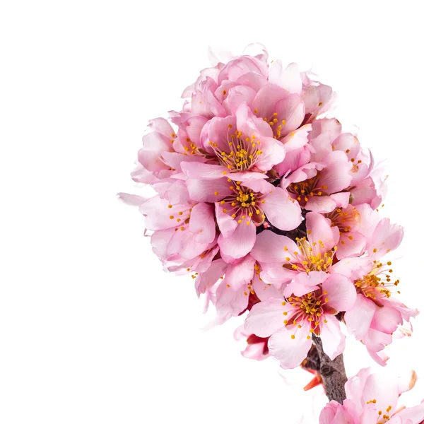 Flores Rosadas Flor Aisladas Sobre Fondo Blanco — Foto de Stock