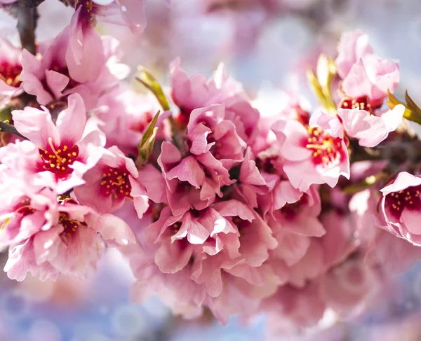 Rosa Blommande Blommor Trädgrenen — Stockfoto