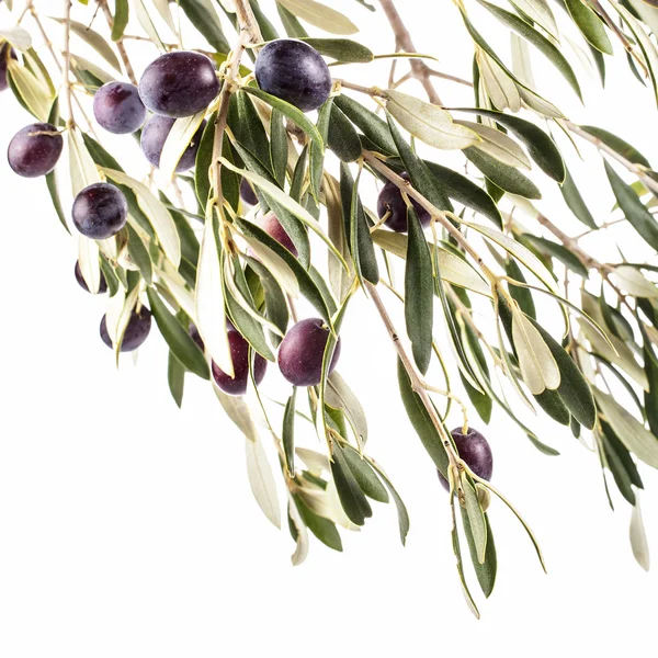 Branche Aux Feuilles Olives Foncées Isolées Sur Fond Blanc — Photo