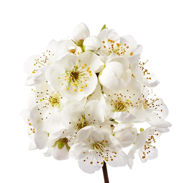 Flores Brancas Florescendo Isolado Fundo Branco — Fotografia de Stock