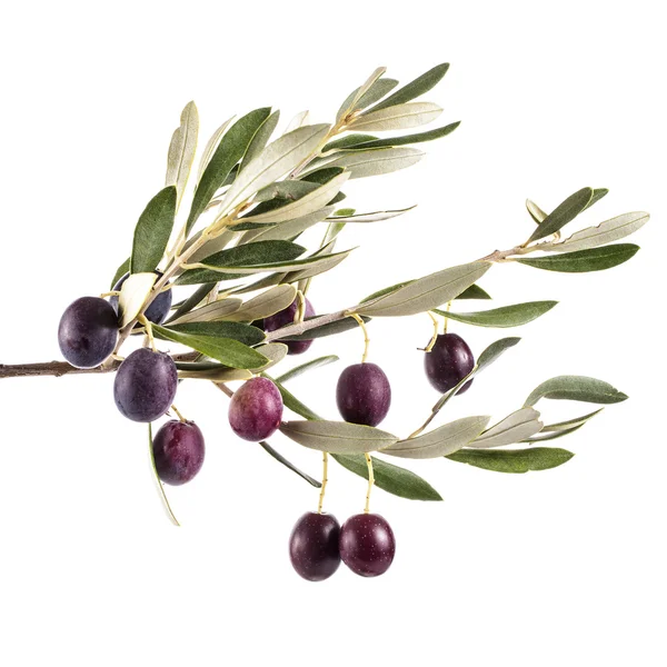 Branch Leaves Dark Olives Isolated White Background — Stock Photo, Image