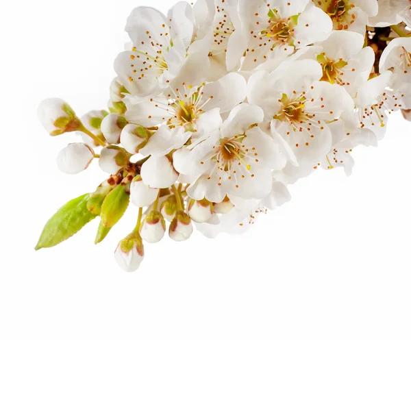Білі Квітучі Квіти Ізольовані Білому Тлі — стокове фото