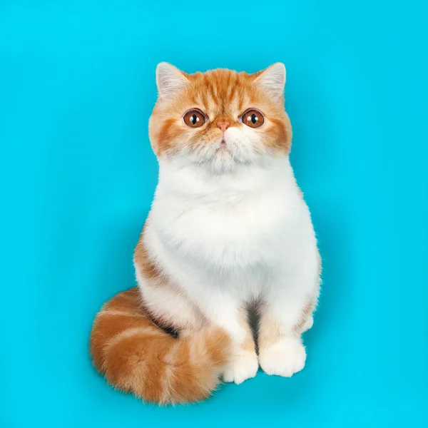 Studio Shot Cute Persian Cat Blue Background — Stock Photo, Image