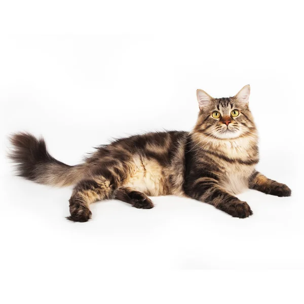 Cute Furry Cat Lying Studio — Stock Photo, Image