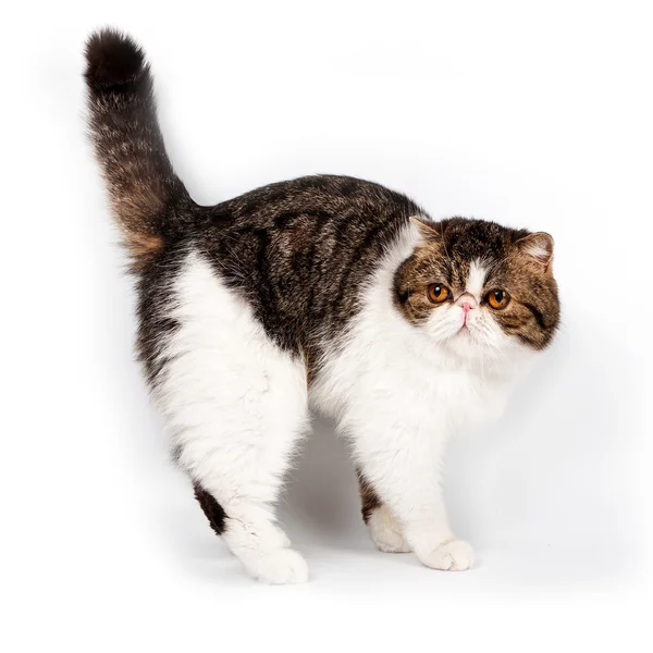 Studio Shot Cute Persian Cat — Stock Photo, Image