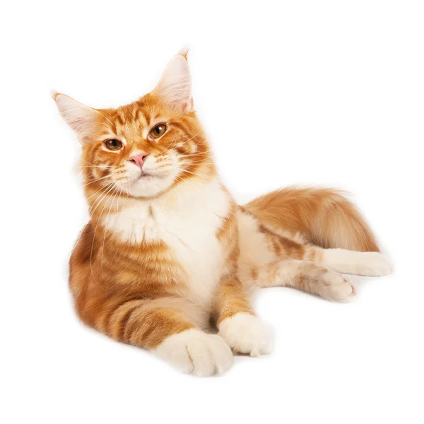 Rojo Maine Coon Gato Acostado Estudio — Foto de Stock