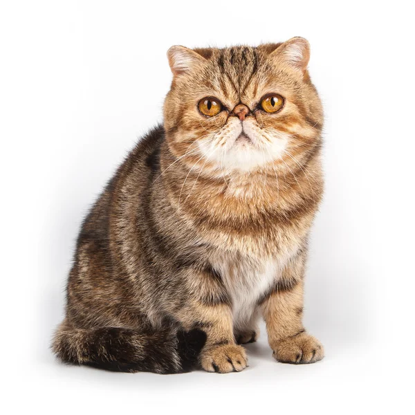 Studio Shot Cute Persian Cat — Stock Photo, Image