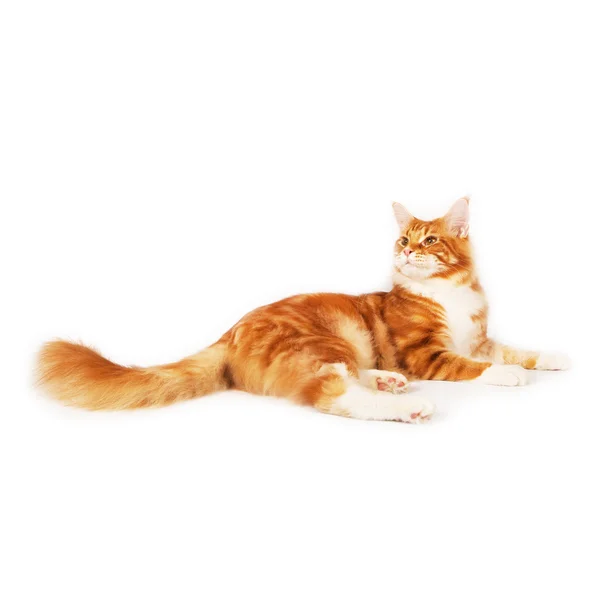 スタジオに横たわる赤いメインクーン猫 — ストック写真