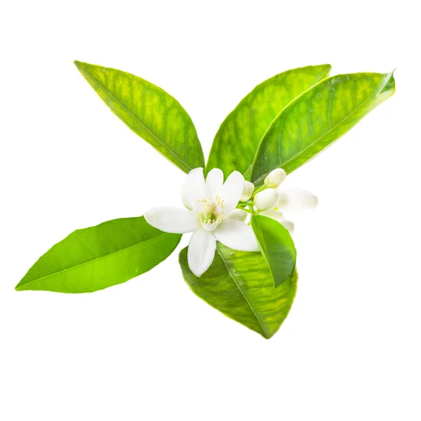 Flor Jazmín Con Hojas Verdes Aisladas Sobre Fondo Blanco —  Fotos de Stock