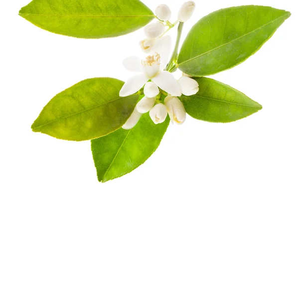 Flores Jazmín Con Hojas Verdes Aisladas Sobre Fondo Blanco — Foto de Stock