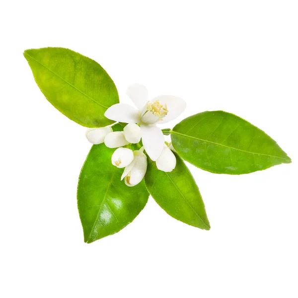 Flores Jazmín Con Hojas Verdes Aisladas Sobre Fondo Blanco —  Fotos de Stock