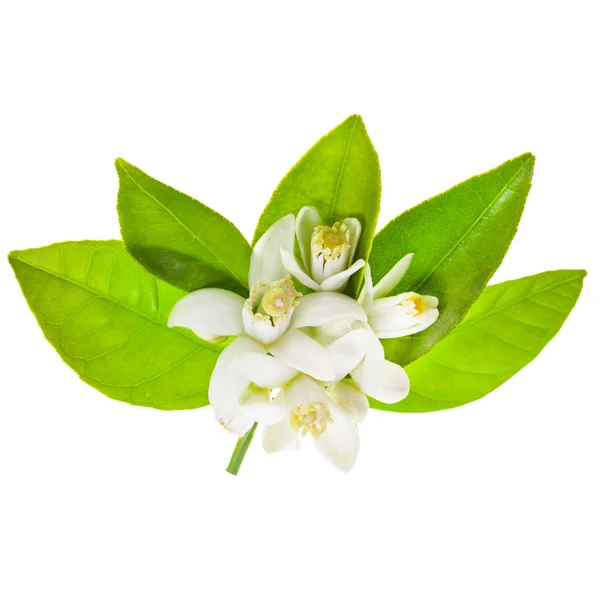 Fleurs Jasmin Avec Des Feuilles Vertes Isolées Sur Fond Blanc — Photo