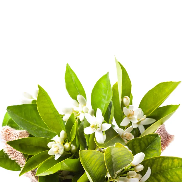 白い背景に隔離された緑の葉を持つジャスミンの花 — ストック写真