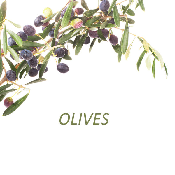 olive branches with olives lettering isolated on white background