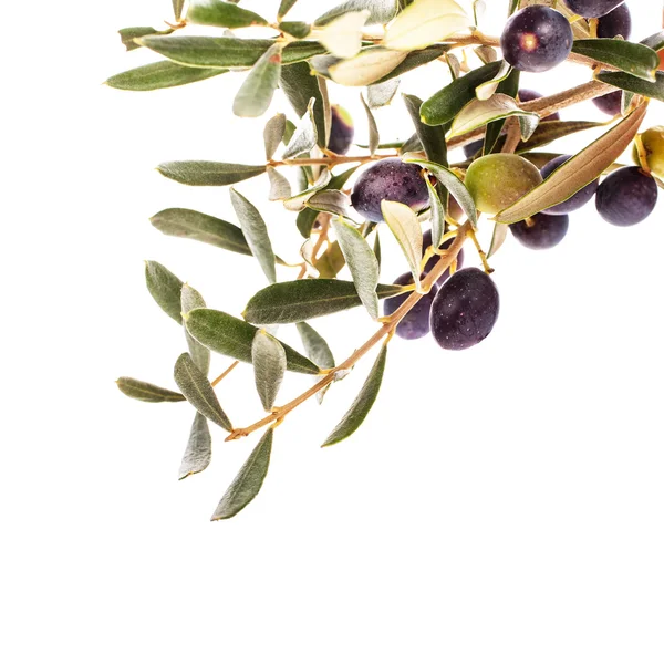 Zweig Mit Blättern Und Dunklen Oliven Isoliert Auf Weißem Hintergrund — Stockfoto