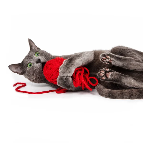 Gato Posando Com Bola Fio Vermelho Estúdio Fundo Branco — Fotografia de Stock