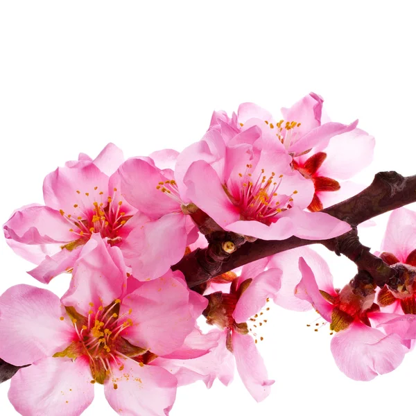 Branche Sakura Avec Des Fleurs Fleurs Isolées Sur Fond Blanc — Photo