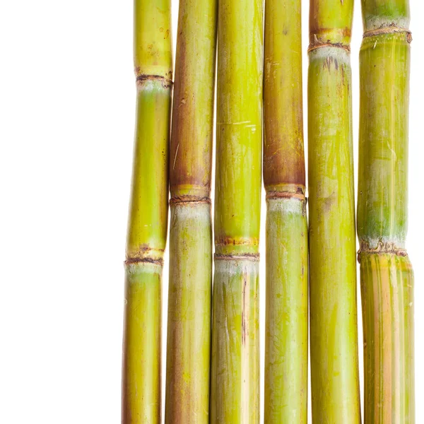 Caules Bambu Isolado Fundo Branco — Fotografia de Stock