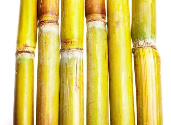 Tiges Bambou Isolées Sur Fond Blanc — Photo