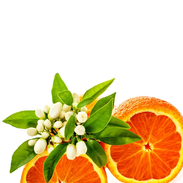 Orangenhälften Und Jasminblütenknospen Isoliert Auf Weißem Hintergrund — Stockfoto