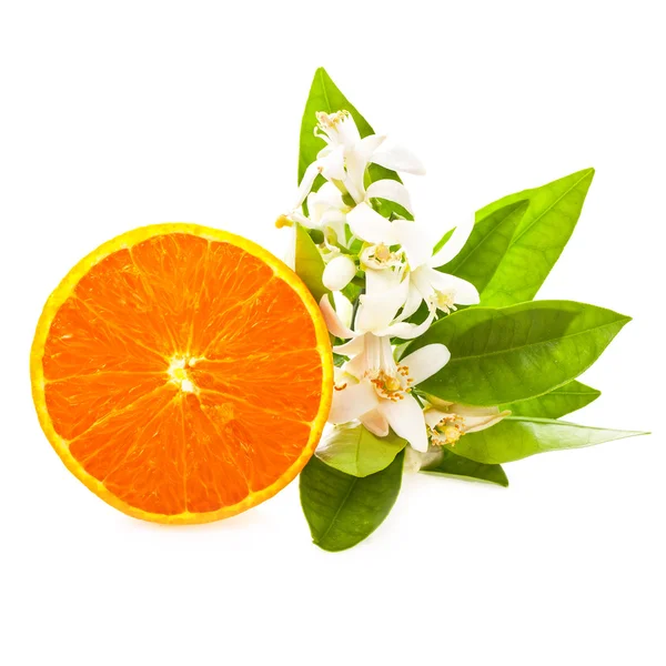 Φέτα Πορτοκαλιού Και Άνθη Γιασεμί Απομονωμένα Λευκό Φόντο — Φωτογραφία Αρχείου