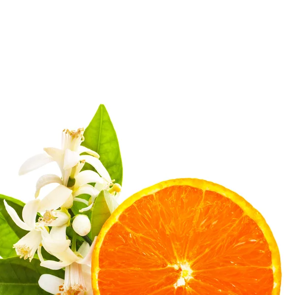 Orange Slice Dan Melati Bunga Terisolasi Pada Latar Belakang Putih — Stok Foto